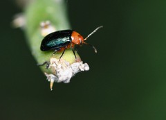 Disonycha varicornis