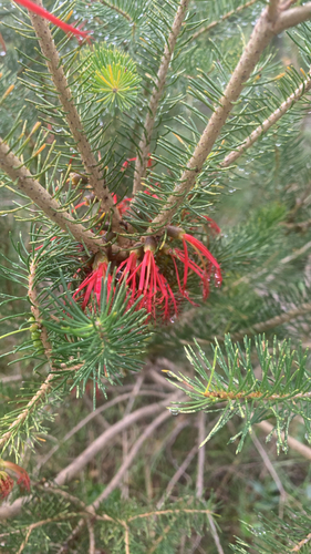 Melaleuca quadrifida