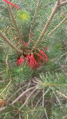Melaleuca quadrifida