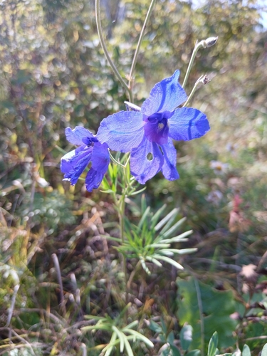Delphinium grandiflorum, photograph 2