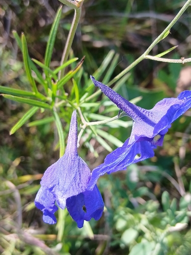 Delphinium grandiflorum, photograph 3