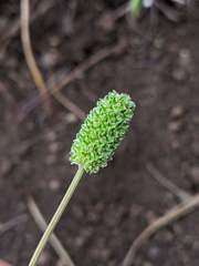 Sanguisorba occidentalis