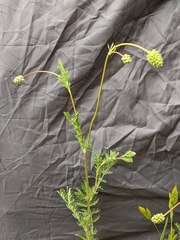 Sanguisorba occidentalis