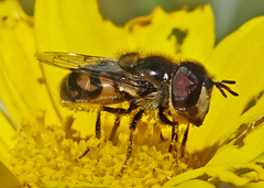 Copestylum marginatum