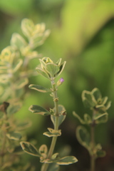 Thymus × citriodorus