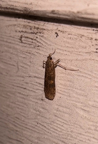 Lucerne Moth