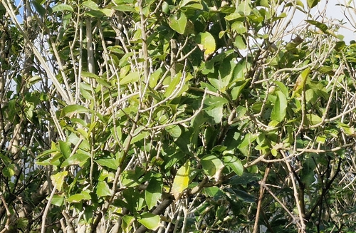 Māhoe