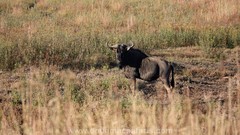 Connochaetes taurinus taurinus