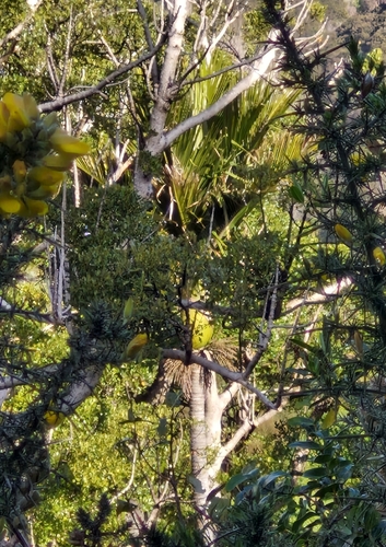 Nīkau palm