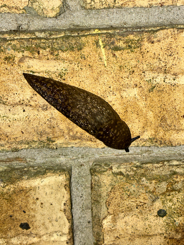 Yellow Cellar Slug