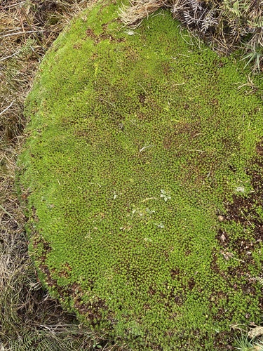 Abrotanella observed 2026-09-02