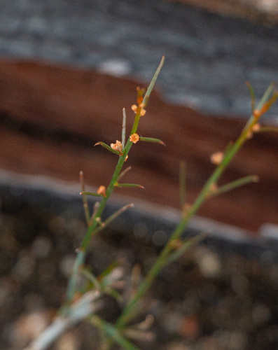 Gyrostemon subnudus (Gyrostemon subnudus)