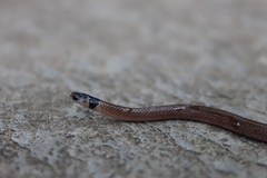 Aparallactus capensis