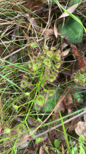 Drosera stolonifera