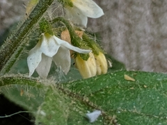 Solanum nigrum
