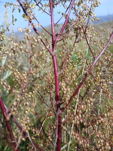Artemisia scoparia, photograph 2