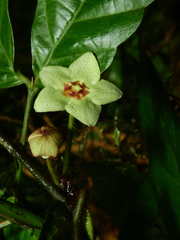 Phaeostemma surinamensis