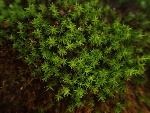 Chrysoblastella chilensis observed 2026-07-08