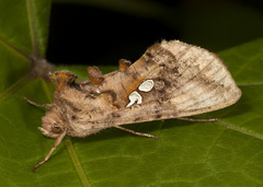 Autographa bimaculata