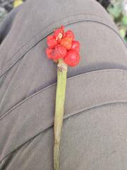 Arum orientale