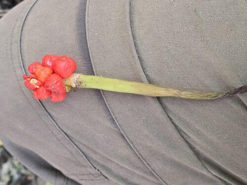 Arum orientale, photograph 2