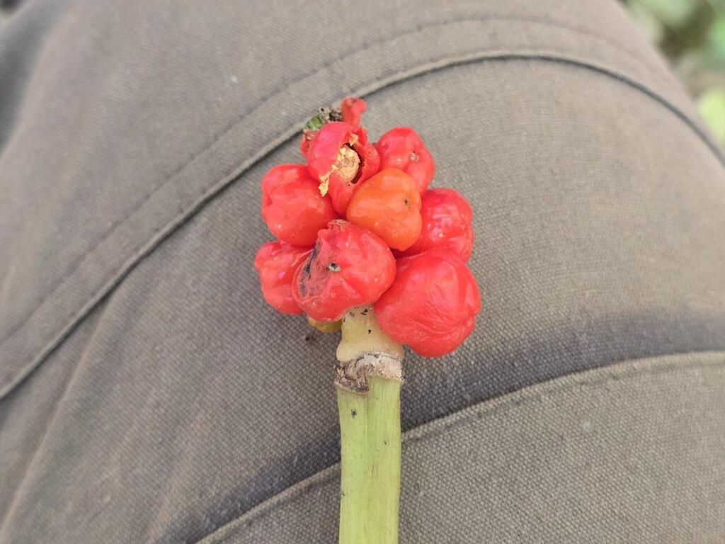 Arum orientale; photograph (c) Сергей Голубев, some rights reserved (CC BY)