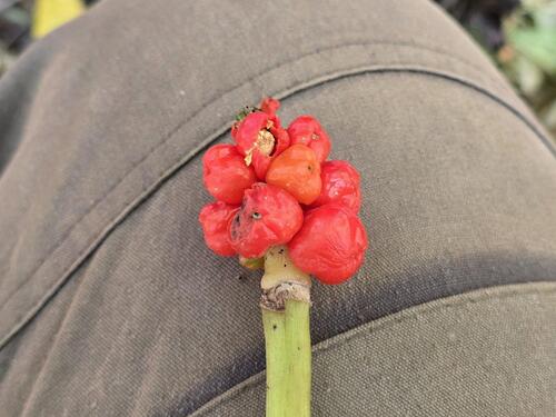 Arum orientale, photograph 3