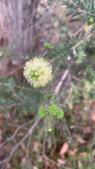Kunzea glabrescens