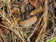 Milacidae