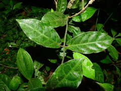 Phaeostemma surinamensis