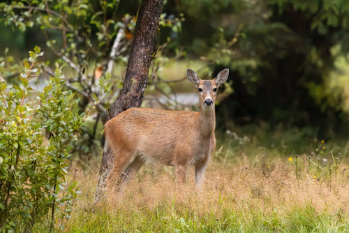 Columbian Black-tailed Deer