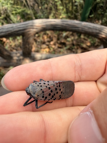 Spotted Lanternfly