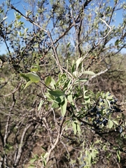 Forestiera tomentosa