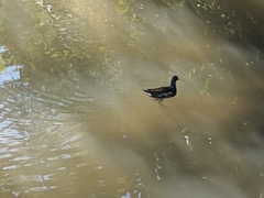 Gallinula chloropus