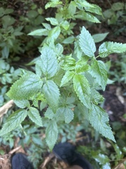 author not stated, no rights reserved Cedronella canariensis, photograph author not stated, no rights reserved