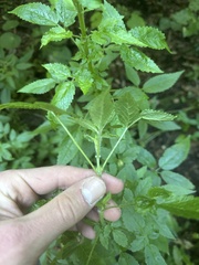 author not stated, no rights reserved Cedronella canariensis, photograph author not stated, no rights reserved