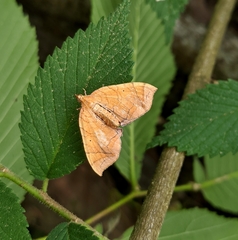 Eulithis gracilineata