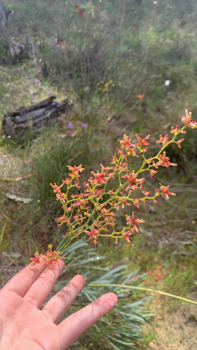 Stirlingia latifolia, photograph 6