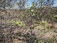 Forestiera tomentosa