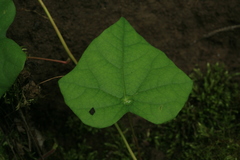 Menispermum dauricum