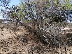Forestiera tomentosa