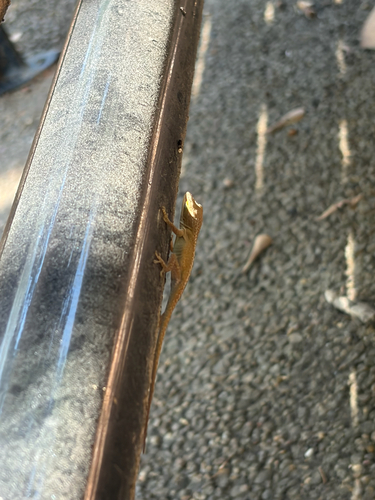 Green Anole
