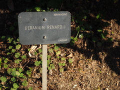 Geranium renardii