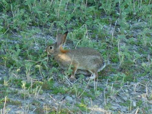 iNaturalist observation photo of Desert Cottontail