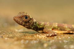 Draco quinquefasciatus