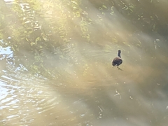 Gallinula chloropus