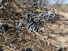 Forestiera tomentosa