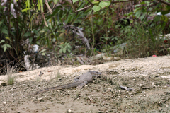 Varanus salvator macromaculatus