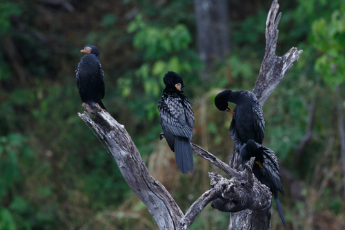 iNaturalist image