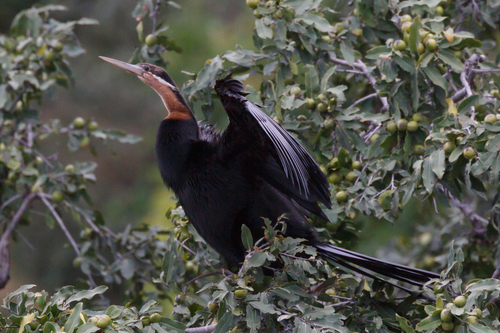 iNaturalist image